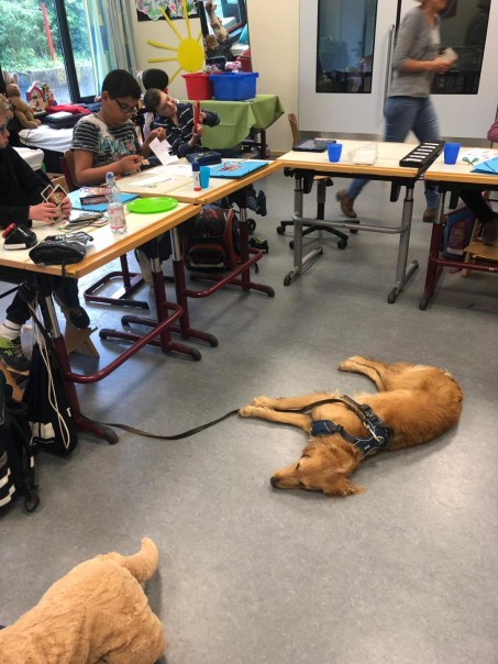Schulhund liegt in einer Klasse erschöpft auf dem Boden